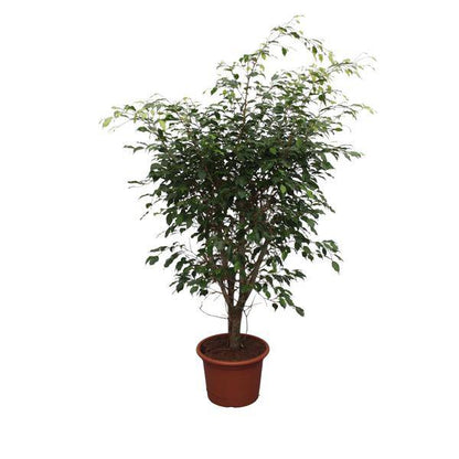 Bikenfeige - Ficus Benjamina Exotica - Zimmerpflanze - 150cm - ø40cm