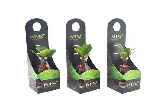 Clusia In Samoa Glas + LED - Ø5cm - ↕10cm 