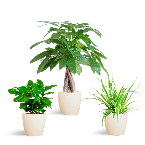 Tierfreundliches Pflanzset – Ungiftige Zimmerpflanzen für Katzen & Hunde – 3 Pflanzen Ø12cm – Inkl. Viber Weiß Topf aus Biokunststoff – Pachira, Grünlilie & Coffea – Ideal für Kinder & Haustiere 