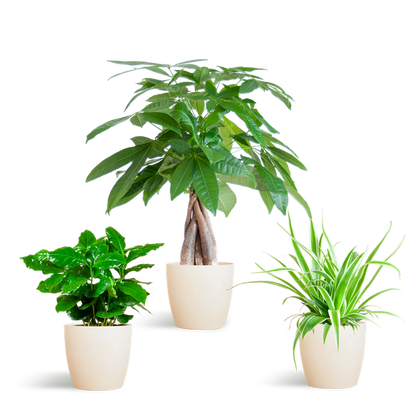 Tierfreundliches Pflanzset – Ungiftige Zimmerpflanzen für Katzen & Hunde – 3 Pflanzen Ø12cm – Inkl. Viber Weiß Topf aus Biokunststoff – Pachira, Grünlilie & Coffea – Ideal für Kinder & Haustiere 
