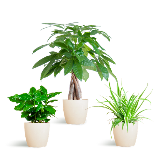 Tierfreundliches Pflanzset – Ungiftige Zimmerpflanzen für Katzen & Hunde – 3 Pflanzen Ø12cm – Inkl. Viber Weiß Topf aus Biokunststoff – Pachira, Grünlilie & Coffea – Ideal für Kinder & Haustiere 