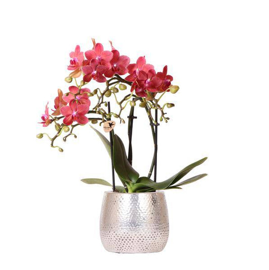 Phalaenopsis Orchidee Rot - Congo + Elite Topf silber - Topfgröße Ø9cm - 40cm - blühende Zimmerpflanze 