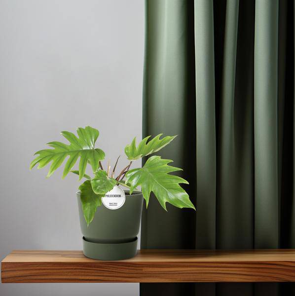 Baumfreund - Philodendron Mayoi - Zimmerpflanze - Ø15cm - ↕35cm