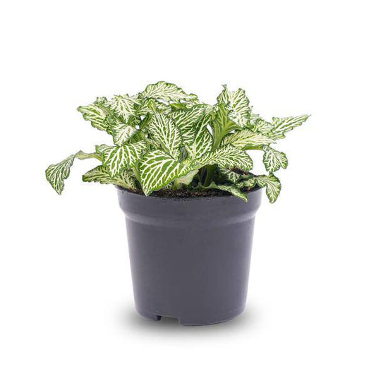 Mosaikpflanze Fittonia White – Weißer Tiger – Terrarienpflanze Ø8cm – Pflegeleichte Zimmerpflanze mit dekorativen weiß-grünen Blättern 