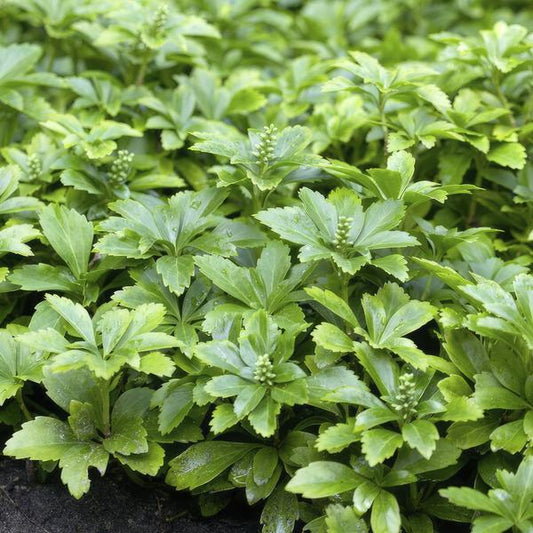Schattengrün – Pachysandra terminalis 'Green Carpet' – ↕10-25cm – Ø9cm – 20 Pflanzen – Immergrüner Bodendecker – Halbschatten – Pflegeleicht