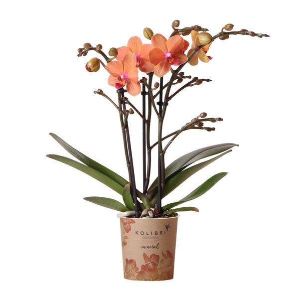 Orange Phalaenopsis Orchidee - Mineral Bolzano - Topfgröße Ø9cm | blühende Topfpflanze - frisch vom Züchter - Oasis of Life