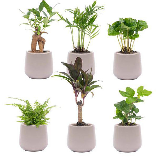 Mini Pflanzen Set 6 - Inklusive 6x Topf Joey grau matt - Oasis of Life