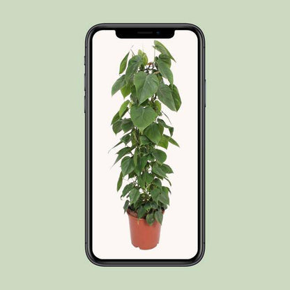 Baumfreund - Philodendron Scandens - Zimmerpflanze - Ø24cm - ↕120cm