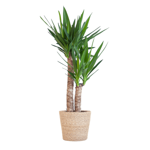Yucca Elephantipes - Riesen-Palmlilie - Zimmerpflanze - ↕90cm - Ø21cm + Korb Sofia Natur