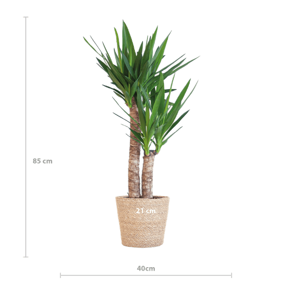 Yucca Elephantipes - Riesen-Palmlilie - Zimmerpflanze - ↕90cm - Ø21cm + Korb Sofia Natur