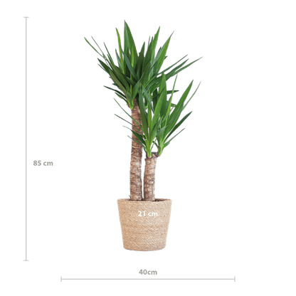 Yucca Elephantipes - Riesen-Palmlilie - Zimmerpflanze - ↕90cm - Ø21cm + Korb Sofia Natur