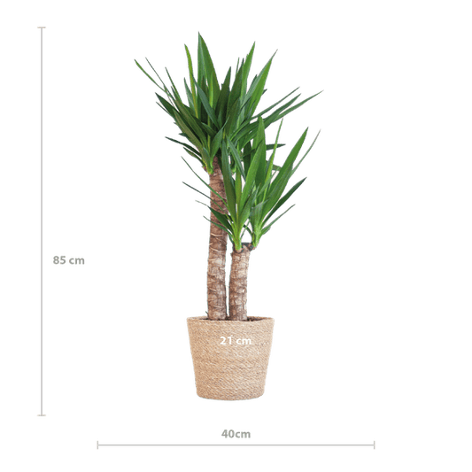 Yucca Elephantipes – Riesen-Palmlilie – Zimmerpflanze – 90 cm hoch – Ø21 cm – inkl. Korb Sofia Natur – pflegeleicht, robust, dekorativ 
