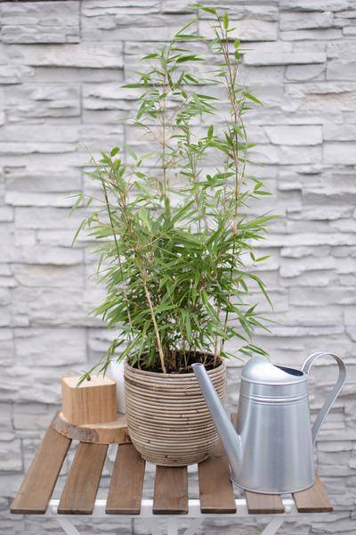Schirmbambus - Fargesia rufa - Ø19cm - ↨60cm