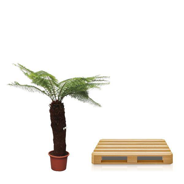Taschenfarn - Dicksonia Antarctica - 280cm - ø60cm