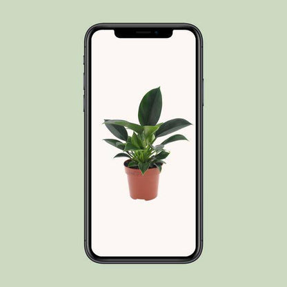 Baumfreund - Philodendron Green Princess - Zimmerpflanze - Ø12cm - ↕25cm