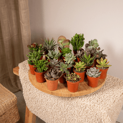 Sukkulenten Mix - Ø5,5cm - ↕7cm - 20 Stück 