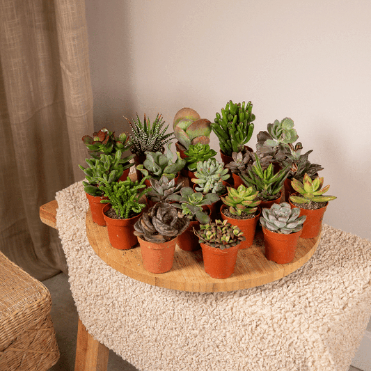 Sukkulenten Mix - Ø5,5cm - ↕7cm - 20 Stück 