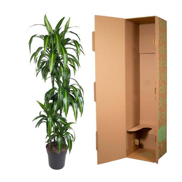 Drachenbaum – Dracaena Hawaiiana 180cm – Ø24cm – Elegante Zimmerpflanze mit hellgrünen glänzenden Blättern – Pflegeleichte Grünpflanze für Wohnzimmer, Büro & Wintergarten 