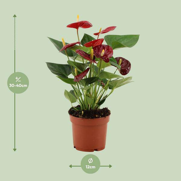 Anthurium Calon – Flamingoblume – Zimmerpflanze – Ø12cm – ↕36cm – Tropische Blühpflanze mit herzförmigen Blüten – Luftreinigend & pflegeleicht – Für Zuhause & Büro 