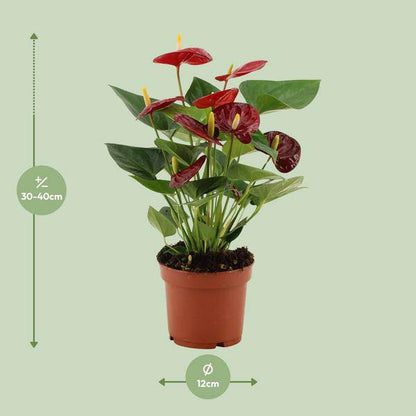 Anthurium Calon – Flamingoblume – Zimmerpflanze – Ø12cm – ↕36cm – Tropische Blühpflanze mit herzförmigen Blüten – Luftreinigend & pflegeleicht – Für Zuhause & Büro 