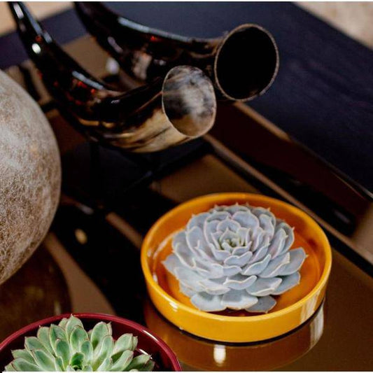 Sukkulente - Echeveria Pulidonis in Schale 'Gelb' - Zimmerpflanze - Ø20 cm - ↕5cm 