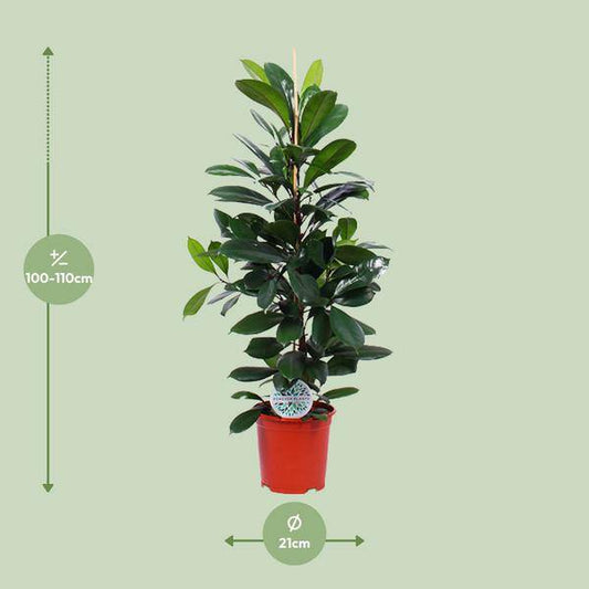 Gummibaum - Ficus Cyathistipula - Zimmerpflanze - Ø21cm - ↕105cm 