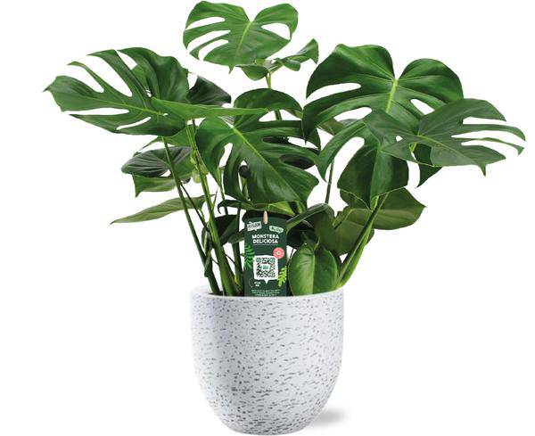 Monstera Deliciosa - Köstliches Fensterblatt - Zimmerpflanze - Ø21cm - ↕65cm + Tim Topf Weiß Ø24x22cm