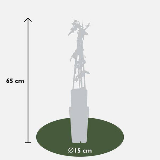 3x - Passiflora 'Purple Haze' - ↨65cm - Ø15 