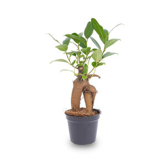 Chinesische Feige Ficus Ginseng Bonsai – Zimmerpflanze Microcarpa Ø6cm – Mini-Bonsai mit markanter Wurzelstruktur 
