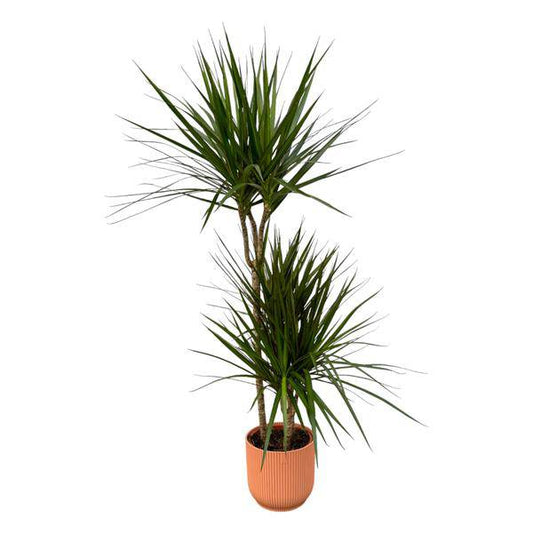 Dracaena Marginata – Drachenbaum – Zimmerpflanze ca. 120cm – ø21cm – inkl. Pflanzgefäß Vibes Fold Rosa D22xH20 – Elegante pflegeleichte Grünpflanze für Wohnzimmer & Büro 