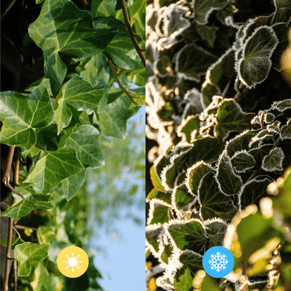 Hedera Hibernica - Efeu - Fertighecke - ↨150cm