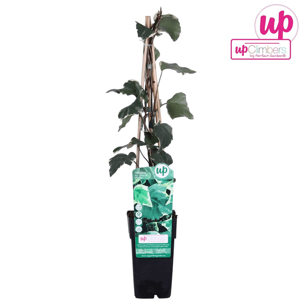 Bunter Efeu - Hedera algeriensis 'Gloire de Maren' - Ø15cm - ↕65cm