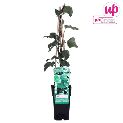 Bunter Efeu - Hedera algeriensis 'Gloire de Maren' - Ø15cm - ↕65cm