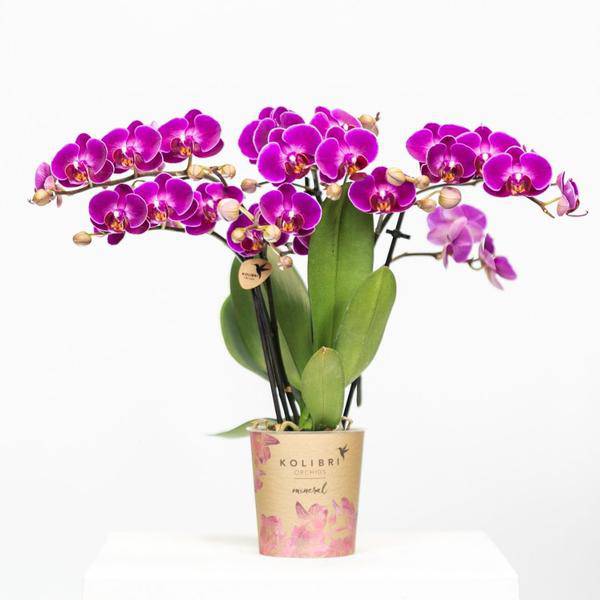 Kolibri Orchids | Lilac Phalaenopsis Orchid - Morelia - Topfgröße Ø9cm | blühende Zimmerpflanze - frisch vom Züchter - Oasis of Life