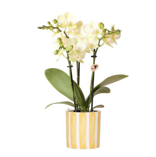 Phalaenopsis Orchidee Mexico Gelbe + Painted Stripe Topf Gelb Ø9cm - Zimmerpflanze