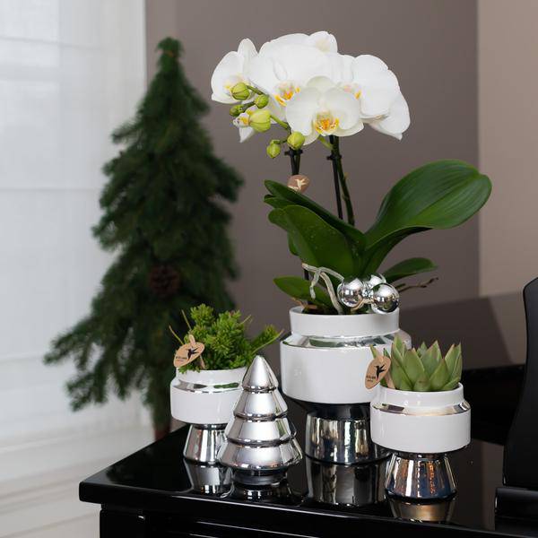 Le Chic Blumentopf - Weißer dekorativer Keramiktopf mit silbernen Details - Ø6cm - Oasis of Life