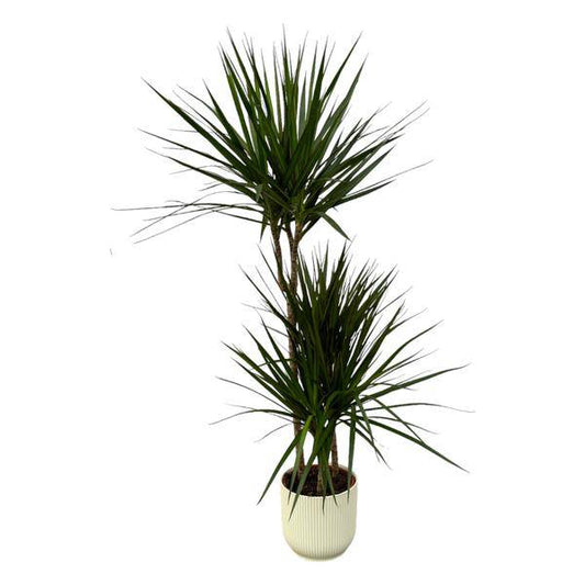 Dracaena Marginata – Drachenbaum – Zimmerpflanze ca. 120cm – ø21cm – inkl. Pflanzgefäß Vibes Fold Weiß D22xH20 – Elegante pflegeleichte Grünpflanze für Wohnzimmer, Büro & Wintergarten 