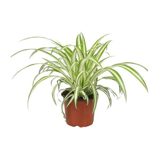 Grünlilie Chlorophytum – Zimmerpflanze – Ø12cm – ↕25cm – Spider-Pflanze – Pflegeleicht – Halbschatten – Luftreinigend