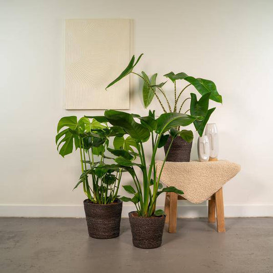 Pflanzenset - Monstera Deliciosa - Ø21cm - ↕75cm + Alocasia Zebrina - Ø19cm - ↕75cm + Strelitzia Nicolai - Ø19cm - ↕85cm 