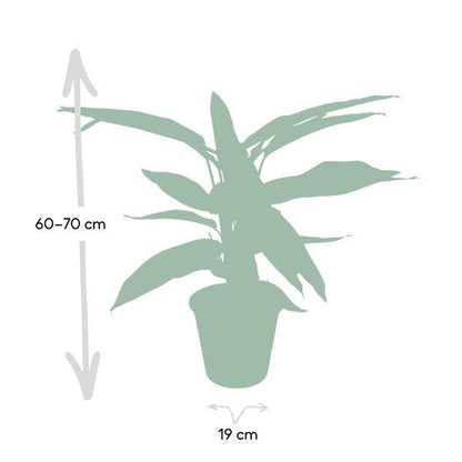 Calathea Triostar - Pfauenpflanzet - Ø19cm - ↕70cm - Oasis of Life