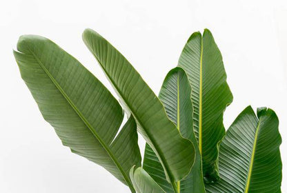 Baum-Strelitzie - Strelitzia Augusta mehrstämmig XXL - 225cm - ø40cm