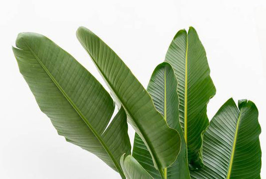 Baum-Strelitzie – Strelitzia Augusta mehrstämmig XXL – 225cm – Ø40cm – Weißer Paradiesvogel – Große Zimmerpflanze für Wohnzimmer, Büro & Wintergarten 