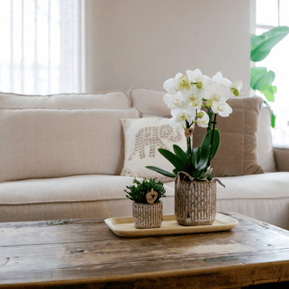 Phalaenopsis-Orchidee Amabilis Weiß in Jaguar-Ziertöpfen auf Bambustablett + Grünpflanze - Geschenkset