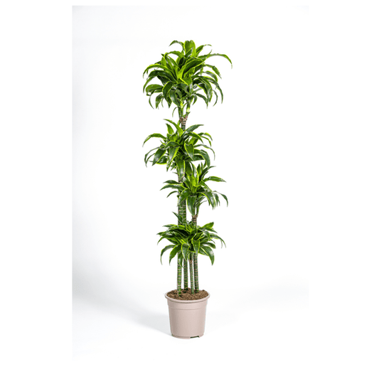 Dracaena Deremensis Dorado Ø27cm - ↕180cm - Oasis of Life