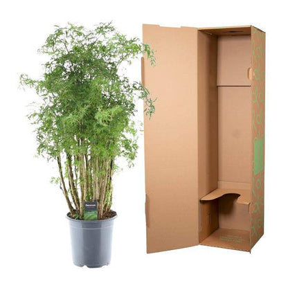 Polyscias Hawaiiana Ming - Fiederaralie - Zimmerpflanze - ↕90cm - Ø24cm