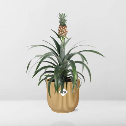 Ananaspflanze - Ananas Mi Amigo - Zimmerpflanze + Topf Vibes Fold 14cm Gelb