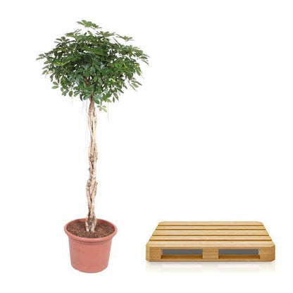 Strahlenaralie - Schefflera Arboricola Compacta - Zimmerpflanze - 200cm - ø50cm