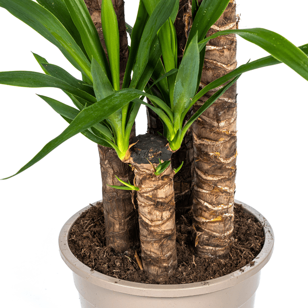 Yucca Elephantipes Ø27cm - ↕160cm - Oasis of Life