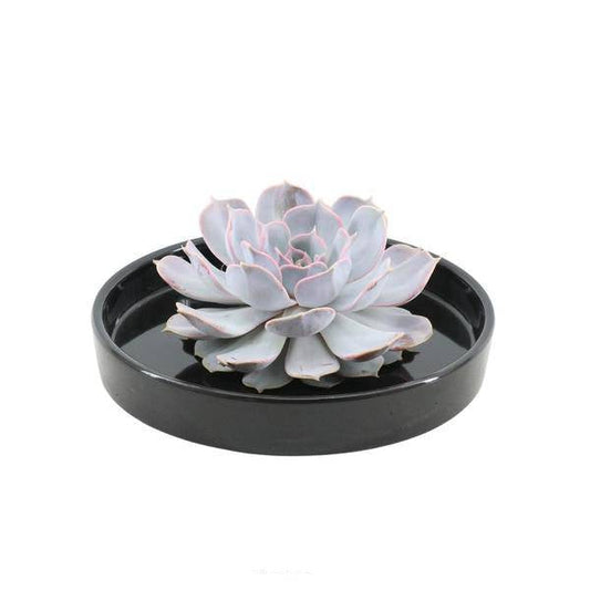 Sukkulente - Echeveria Lilacina in Schale 'Schwarz' - Zimmerpflanze - Ø20cm - ↕5cm 