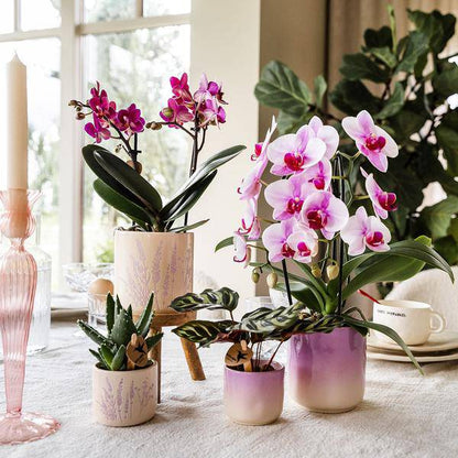 Gradience Übertopf - Rosa - Ø6cm 